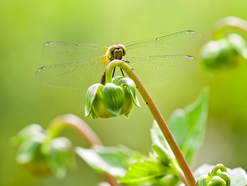 Libelle