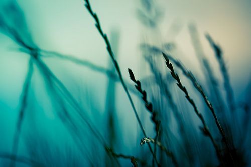 Gras gegen die untergehende Sonne