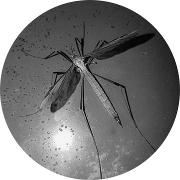 Langpootmug van Joelle van Buren