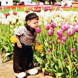 Niederländischer Junge mit Tulpen von Melanie Rijkers