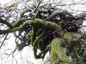 Tree Magic 153