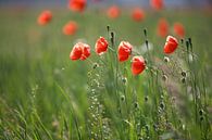 Poppies in a poppy field van Jana Behr thumbnail