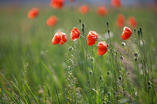 Mohn im Mohnfeld