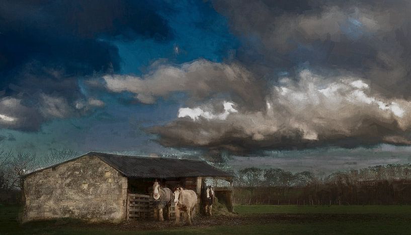 Tinkerpferde bei Bemelen in Südlimburg von Mike Broers