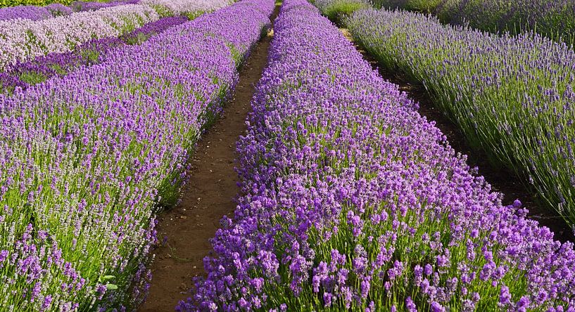Lavendel in volle bloei van Babetts Bildergalerie
