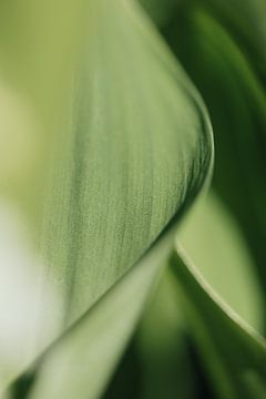 Grüne Harmonie von Marika Huisman fotografie