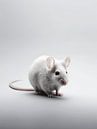 Verkenning in Miniature - Het Portret van een Muis van Eva Lee thumbnail