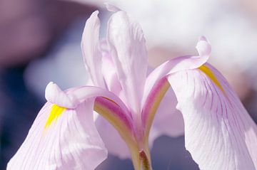 Iris ensata 'Rose queen' Japanse iris van Ivonne Fuhren- van de Kerkhof