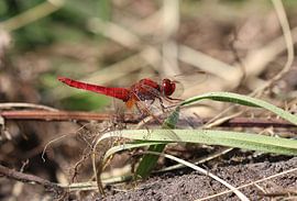 Feuerlibelle von Matthias Brix