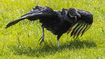 Black Vulture by Loek Lobel