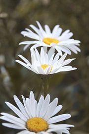 Drie Margrieten