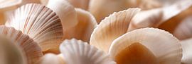 Shells in soft colours by Poster Art Shop