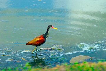Der südamerikanische Jacana