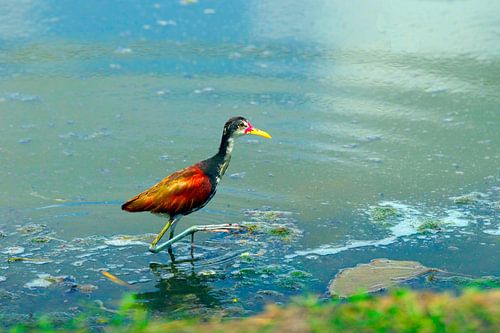 The South American Jacana