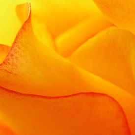 Yellow Curves by John Pex