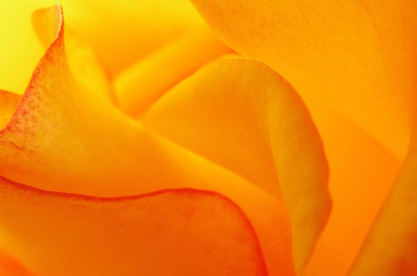 Yellow Curves by John Pex