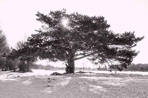 Tree in snowy landscape