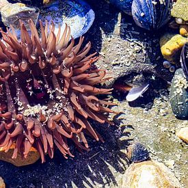 Seeanemone in Cote d'Opale Mai 2022 von Johan Bergsma