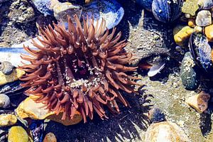 Seeanemone in Cote d'Opale Mai 2022 von Johan Bergsma