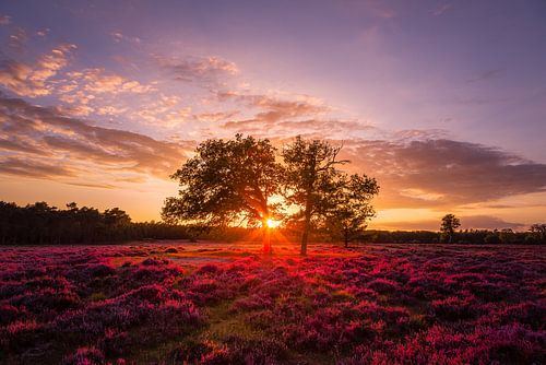 Reemsterhei Sunset 2