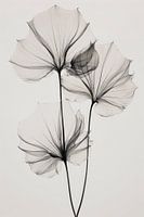Transparent Botanic No 3