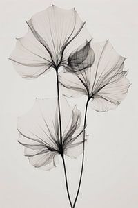 Transparent Botanic No 3