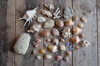 Seashells
