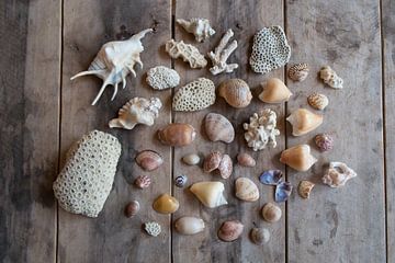 Seashells by George Haddad