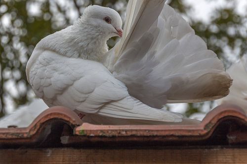 Posing pigeon
