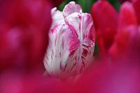 Tulip