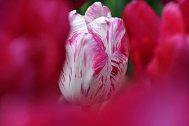 Tulip by Syl de Mooy