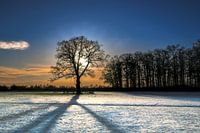 Late middagzon in de winter