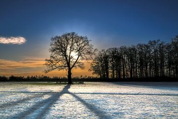 Late afternoon sun in winter