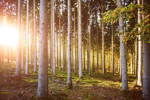 Herfstkleuren in het bos