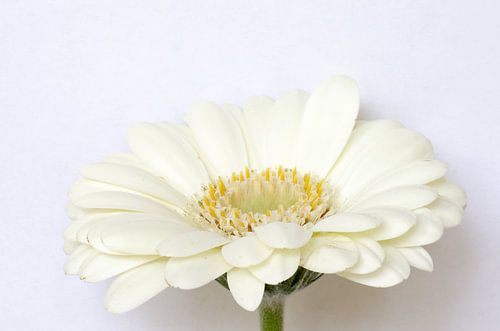 White lady, Gerbera macrofotografie