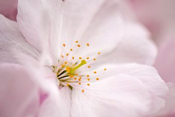 Blossom sur Romény Evers