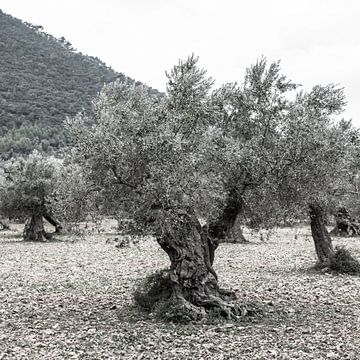 Olivenbaum auf Wiese van Jürgen Hüls