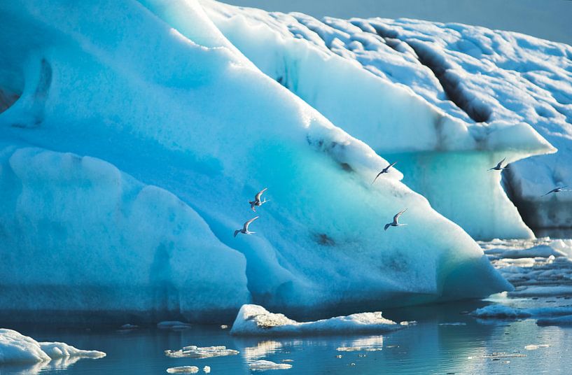 Jokulsarlon von iris hensen