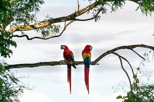 A Scarlet Macaw couple