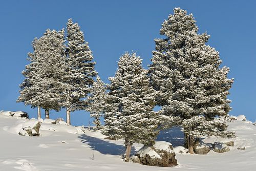 Winter, Schnee und blauer Himmel => gute Laune