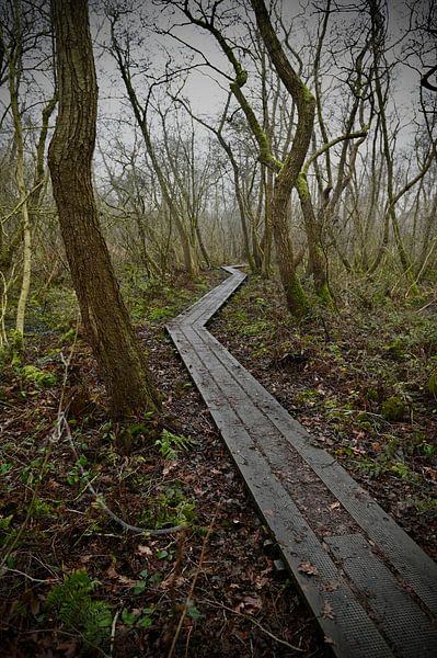 Path through forest by Mark Van Der Schaaf