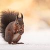 Écureuil rouge dans la neige : Scène d'hiver avec lumière jaune chaude sur KB Design & Photography (Karen Brouwer)