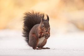 Écureuil rouge dans la neige : Scène d'hiver avec lumière jaune chaude sur KB Design & Photography (Karen Brouwer)