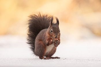 Rode eekhoorn in de Sneeuw: Wintertafereel met warm geel licht
