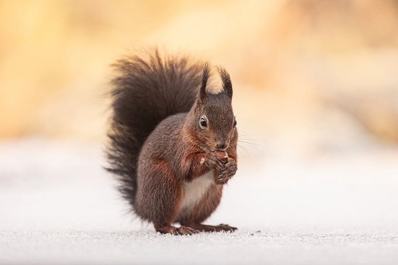 Red squirrel in the Snow: Winter scene with warm yellow light by KB Design & Photography (Karen Brouwer)