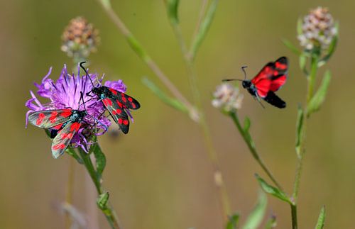 Drie sintjacobsvlinders