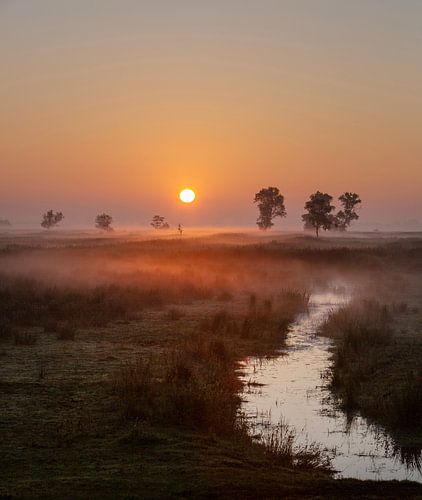 de zon komt op boven een moerassig stuk land met bomen vlakbij de beulakerwijde in de kop van overijssel van anton havelaar