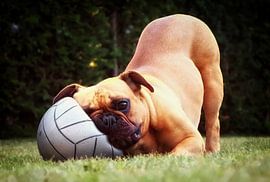 Französische Bulldogge von Maickel Dedeken