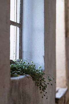 Fris groene zaaddozen van de koekoeksbloem in een vensterbank van Affect Fotografie