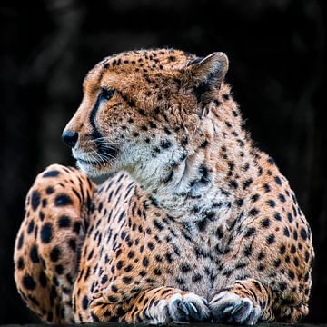 an ever vigilant and alert cheetah by okkofoto
